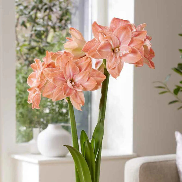 Amaryllis Seeds - Flamingo Amadeus