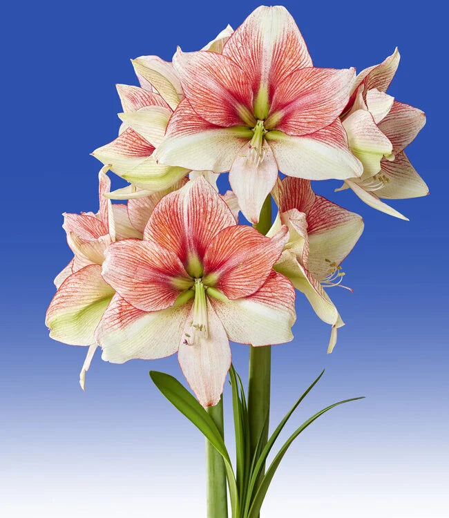 Amaryllis Seeds - Grandise Fantasy