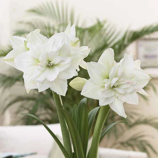 Amaryllis Flower Seeds