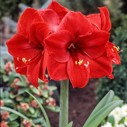 Red sunrise amaryllis Hippeastrum hybridum flower seeds for planting in pots or home garden borders