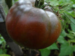 Heirloom Amazon Chocolate Tomato Seeds high germination quality