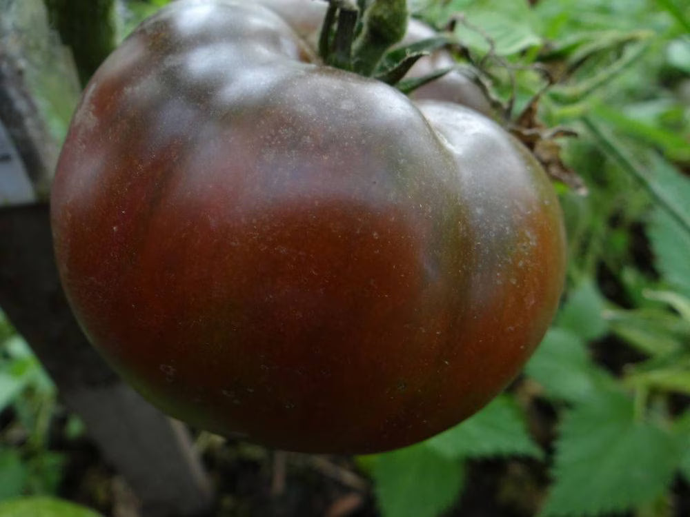 Heirloom Amazon Chocolate Tomato Seeds high germination quality