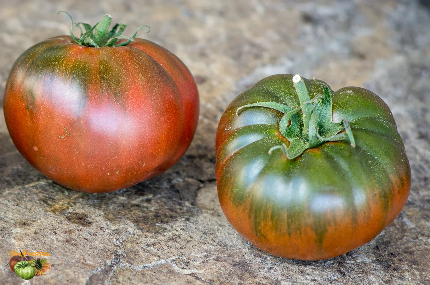 Non GMO Amazon Chocolate Tomato Seeds warm season planting