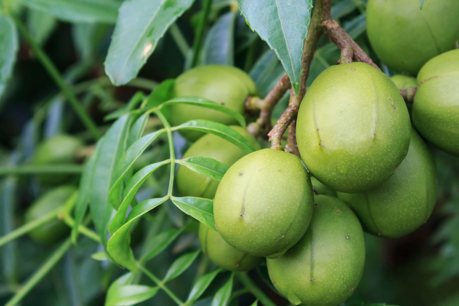 Ambarella (Spondias dulcis) Seeds