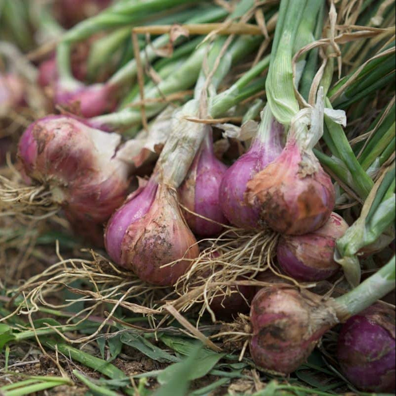 Ambition shallot seeds for planting heirloom variety