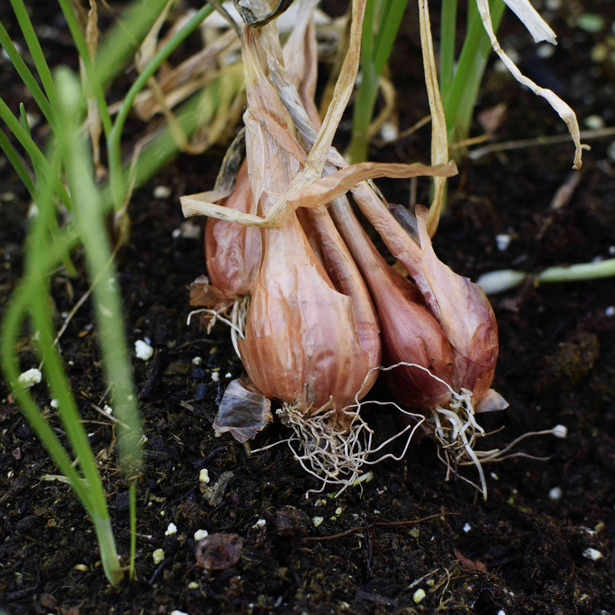 Ambition shallot seeds organic non GMO high germination