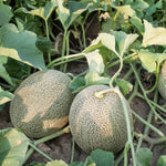 Closeup of Ambrosia Cantaloupe Seeds for planting