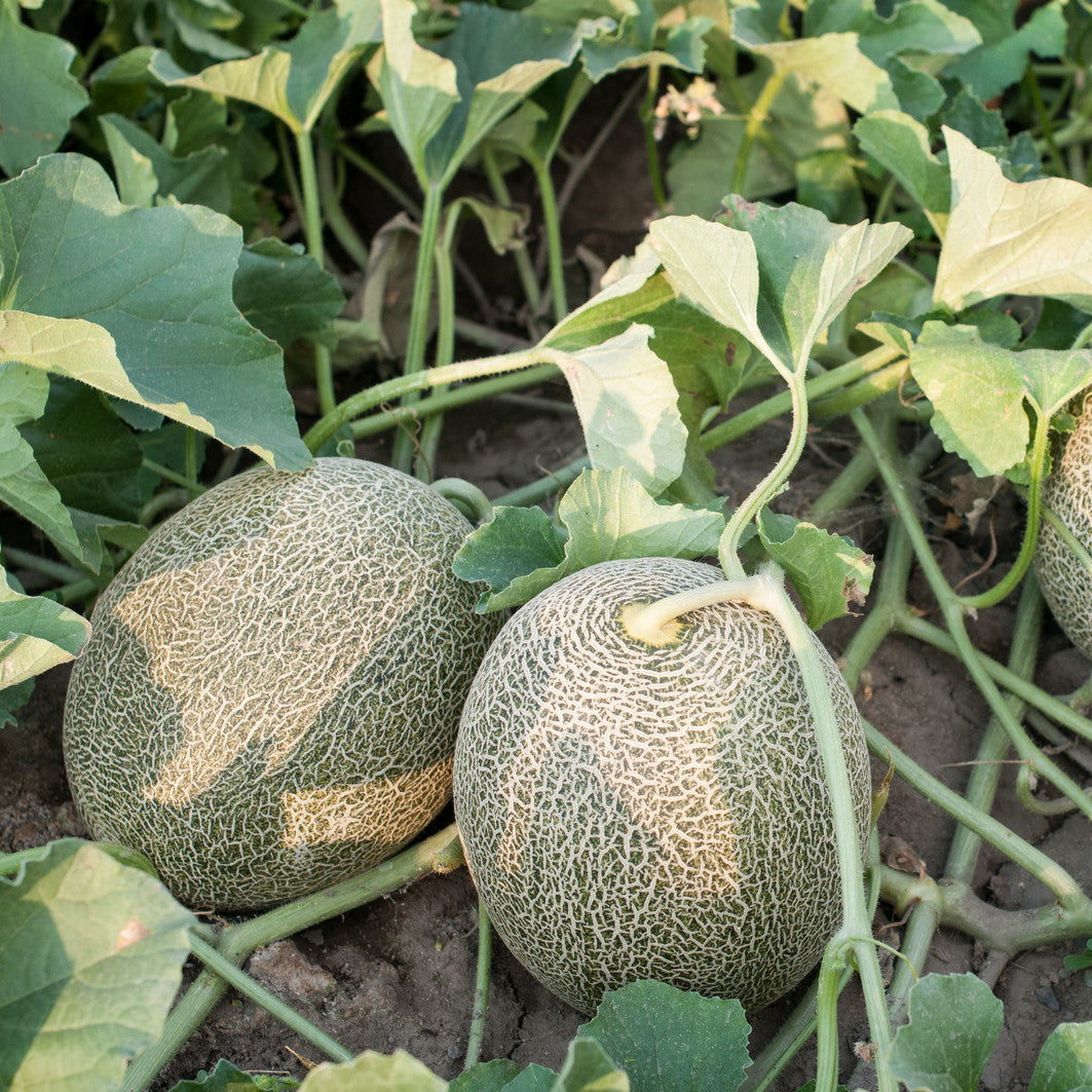 Closeup of Ambrosia Cantaloupe Seeds for planting