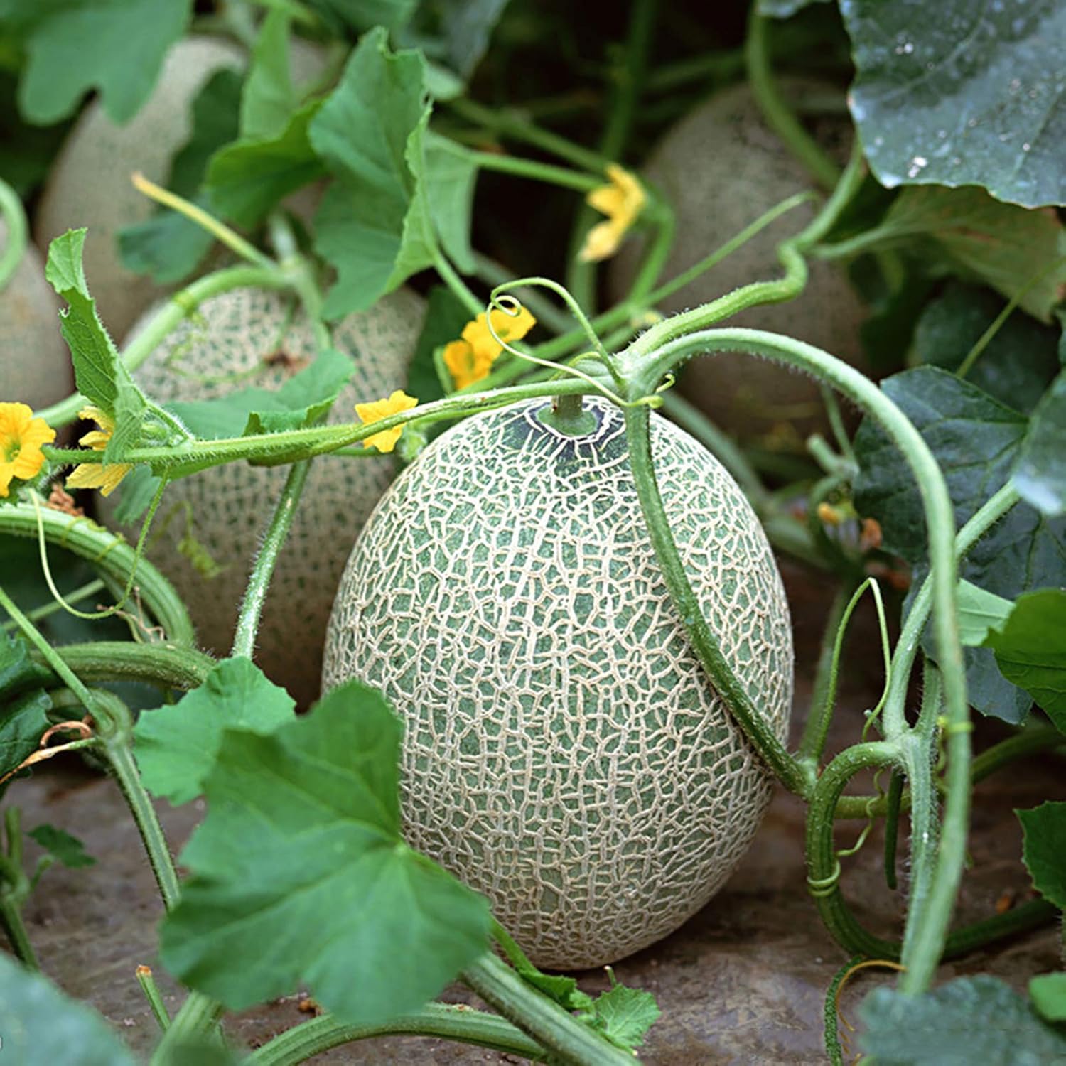 Ambrosia Cantaloupe Seeds for planting high-quality cantaloupe seeds