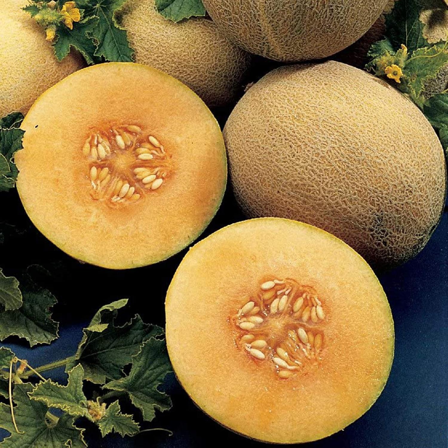 Cantaloupe vine growth from Ambrosia Cantaloupe Seeds home gardening