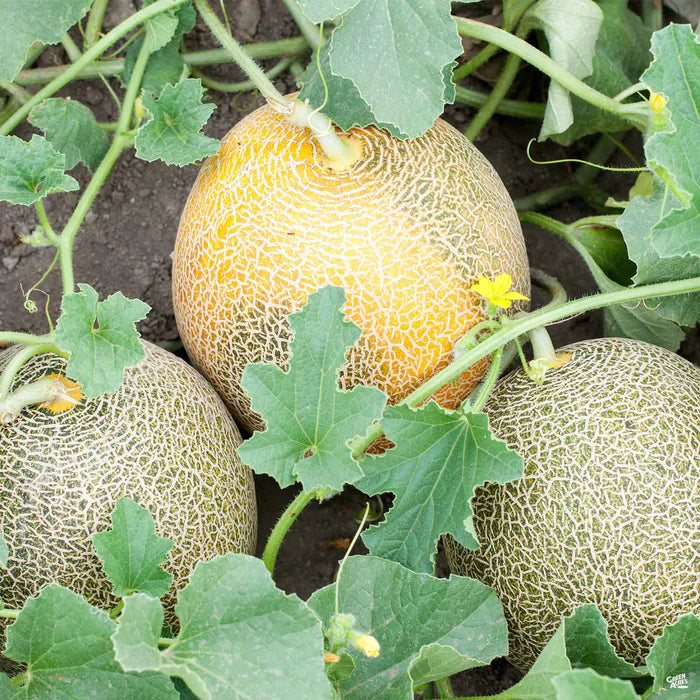 Ambrosia hybrid cantaloupe seeds non GMO high germination