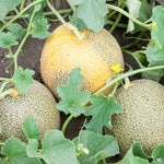 Ambrosia hybrid cantaloupe seeds non GMO high germination