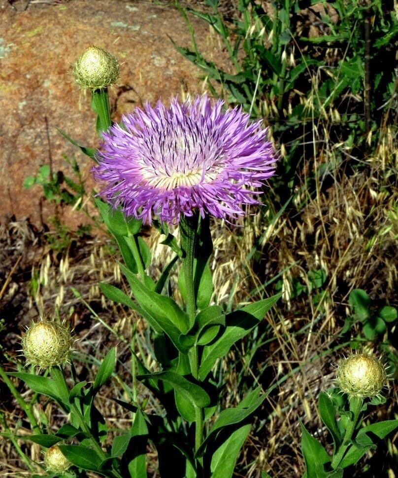 Centaurea Americana Seeds – American Basketflower Garden Bed & Ornamental  Pot Variety – Dharaseeds