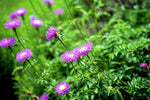 American basketflower Centaurea americana flower seeds for planting in garden beds or ornamental pots - Dharaseeds