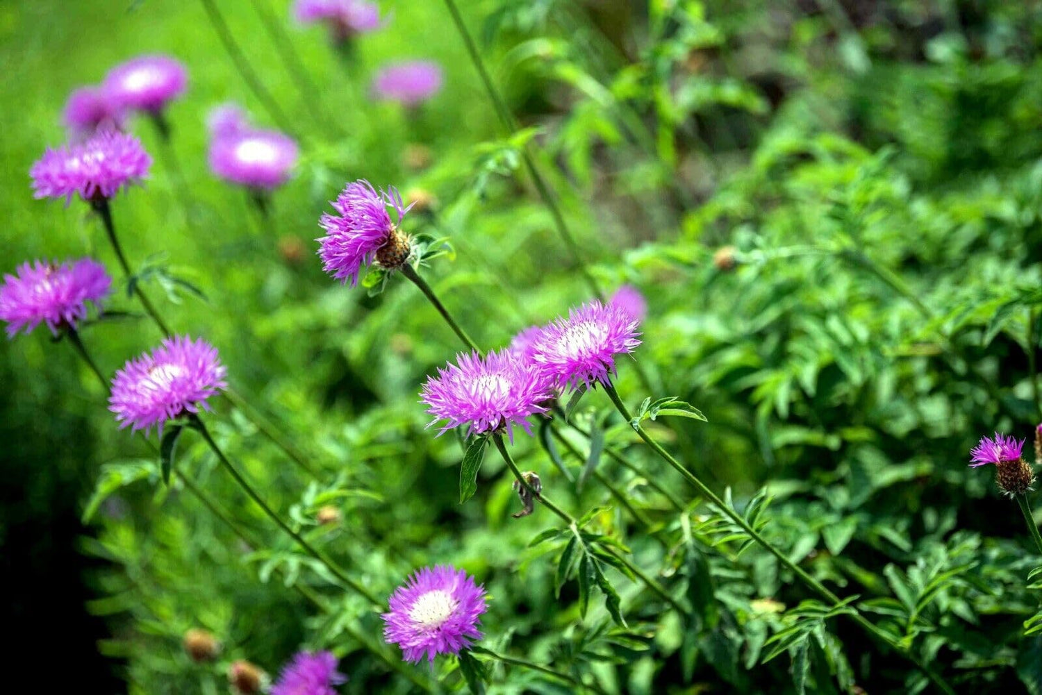American basketflower Centaurea americana flower seeds for planting in garden beds or ornamental pots - Dharaseeds
