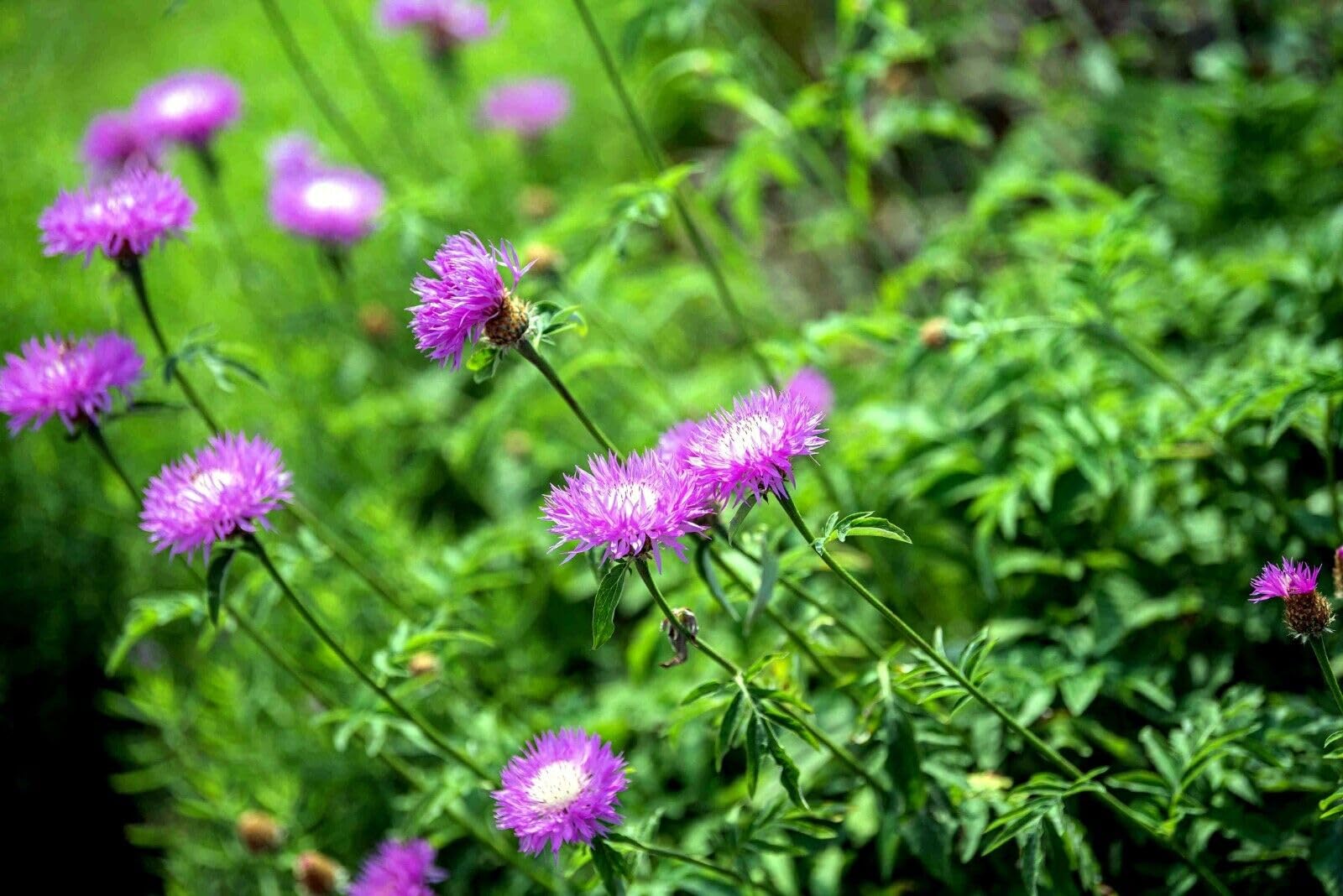 American basketflower Centaurea americana flower seeds for planting in garden beds or ornamental pots - Dharaseeds
