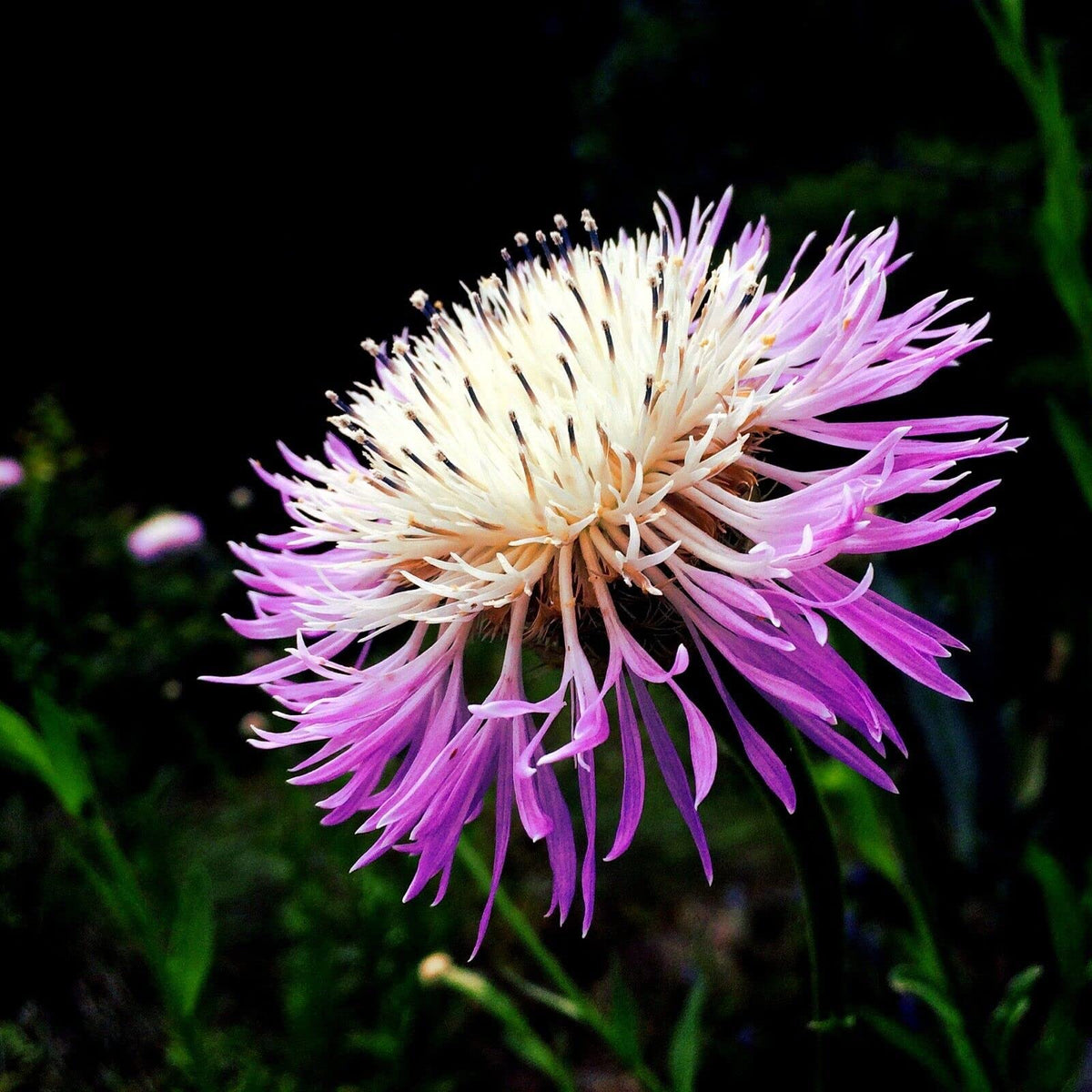 American basketflower Centaurea americana flower seeds for planting in garden beds or ornamental pots - Dharaseeds