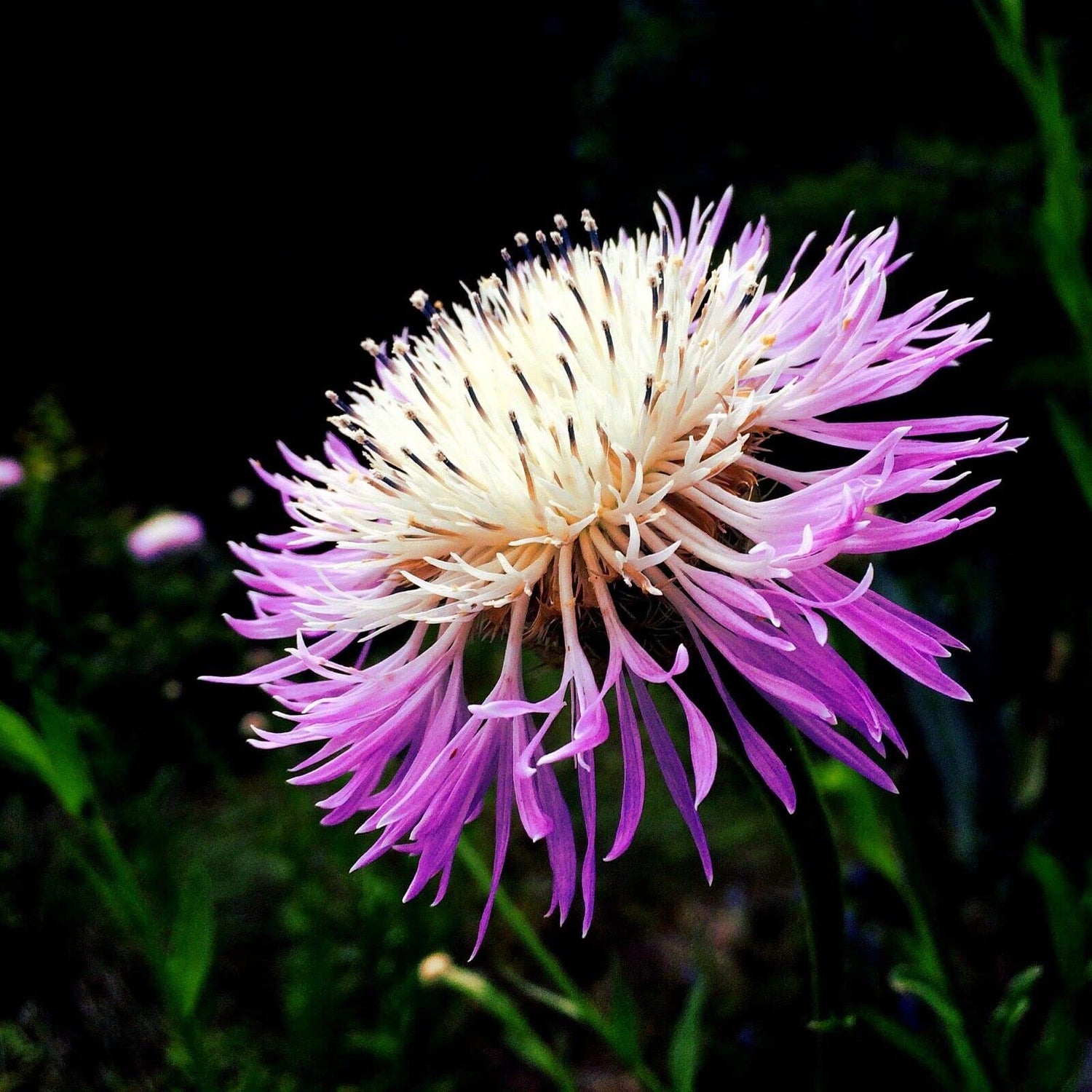American basketflower Centaurea americana flower seeds for planting in garden beds or ornamental pots - Dharaseeds