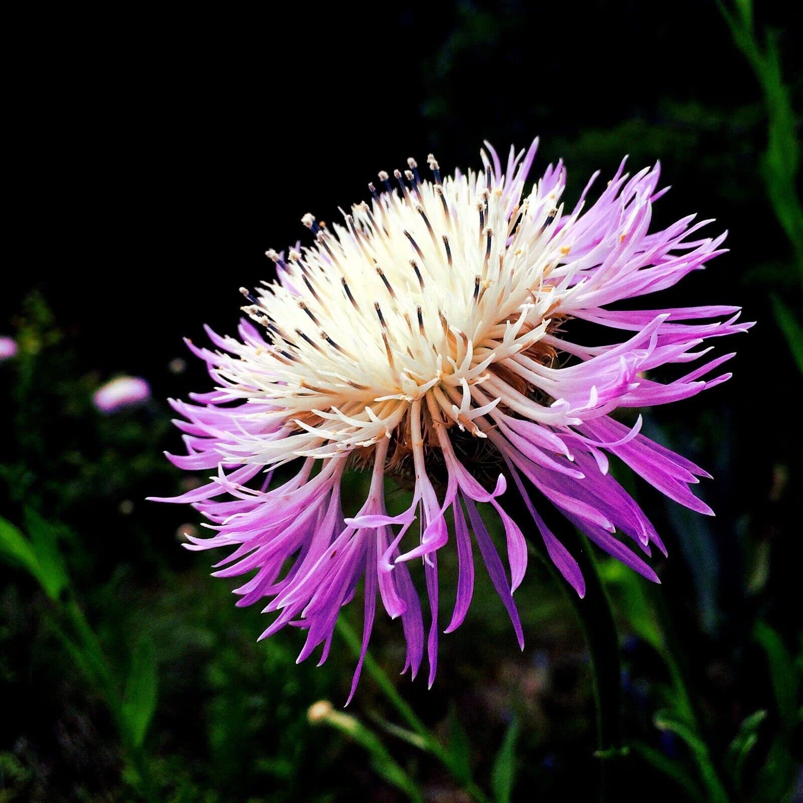 American basketflower Centaurea americana flower seeds for planting in garden beds or ornamental pots - Dharaseeds