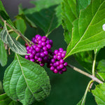 Native American Beautyberry seeds for landscaping