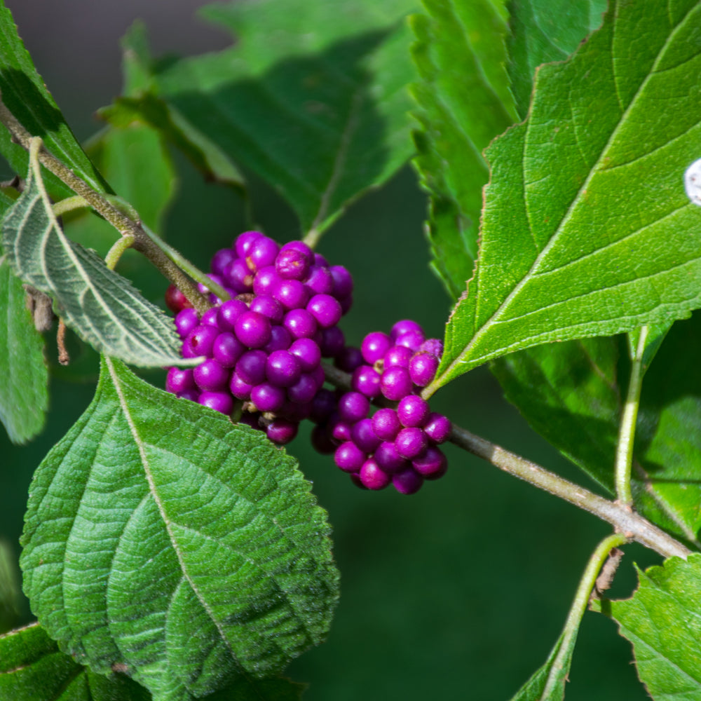 Native American Beautyberry seeds for landscaping
