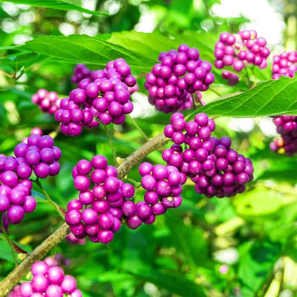 American Beautyberry seeds for purple berry ornamental shrubs