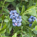 American Bush blueberry seeds for edible landscape gardening