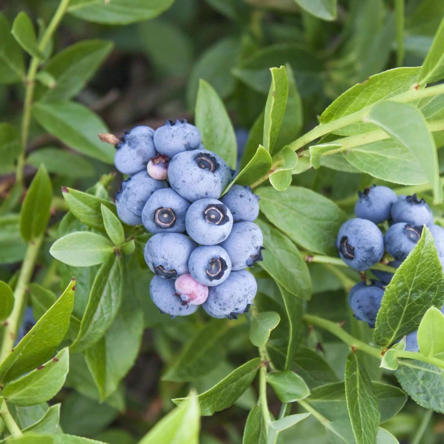 American Bush blueberry seeds for edible landscape gardening