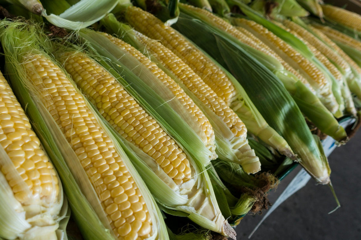 American Dream Hybrid Corn Seeds extra sweet yellow bi color high germination