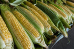 American Dream Hybrid Corn Seeds extra sweet yellow bi color high germination