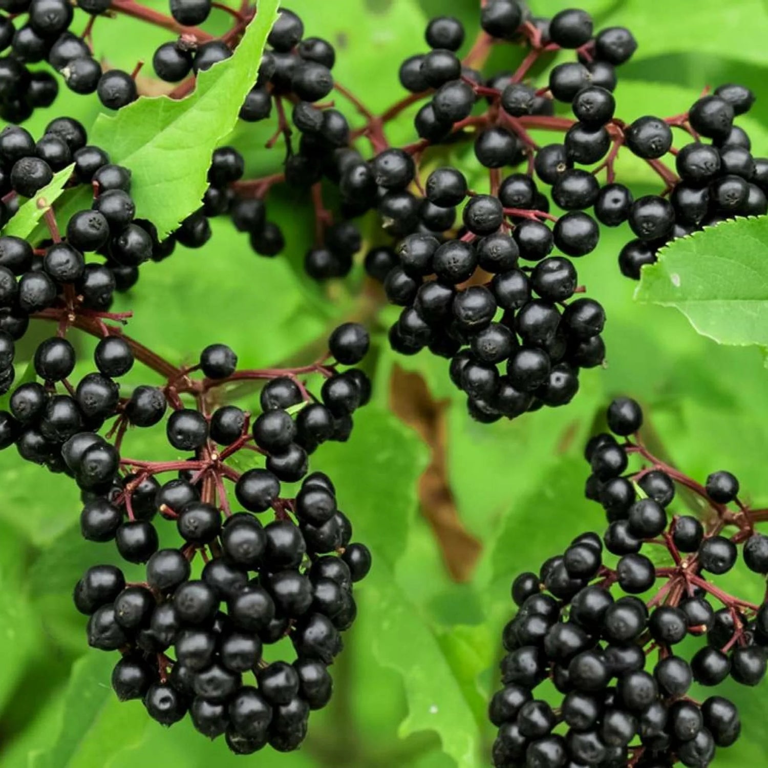 American elderberry seeds for ornamental planting