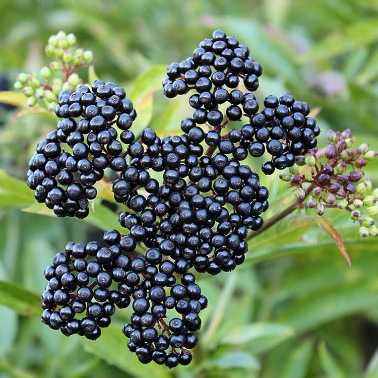American elderberry young plant growing outdoors
