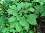 American Ginseng Plant Growing in Shaded Garden