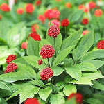 American Ginseng Seeds for Planting – Panax Quinquefolius Herb