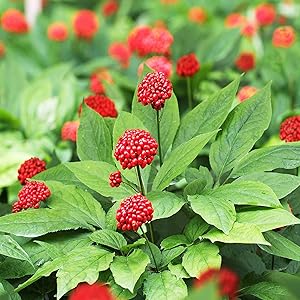 American Ginseng Seeds for Planting – Panax Quinquefolius Herb