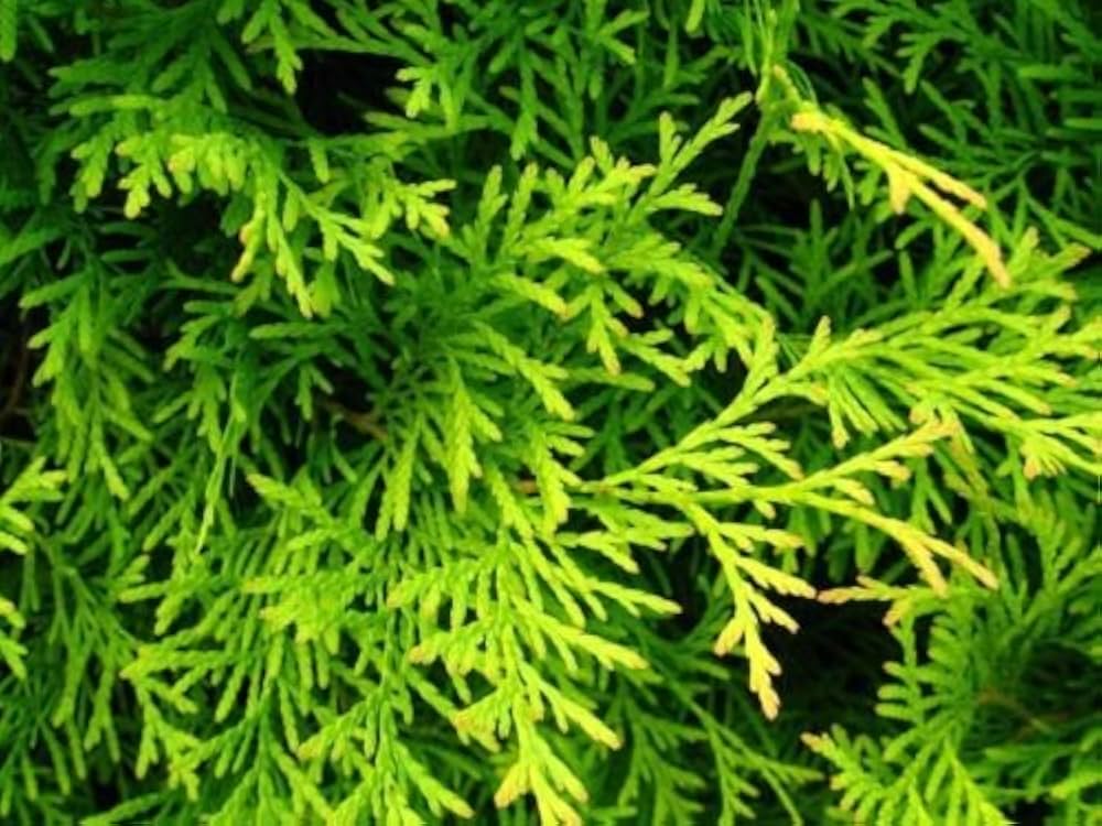 American Golden Thuja occidentalis Aurea seeds for evergreen landscape borders - Dharaseeds