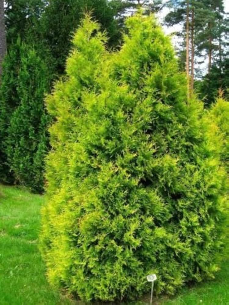 American Golden Thuja occidentalis Aurea seeds for evergreen landscape borders - Dharaseeds