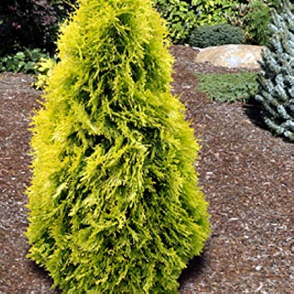 American Golden Thuja occidentalis Aurea seeds for evergreen landscape borders - Dharaseeds