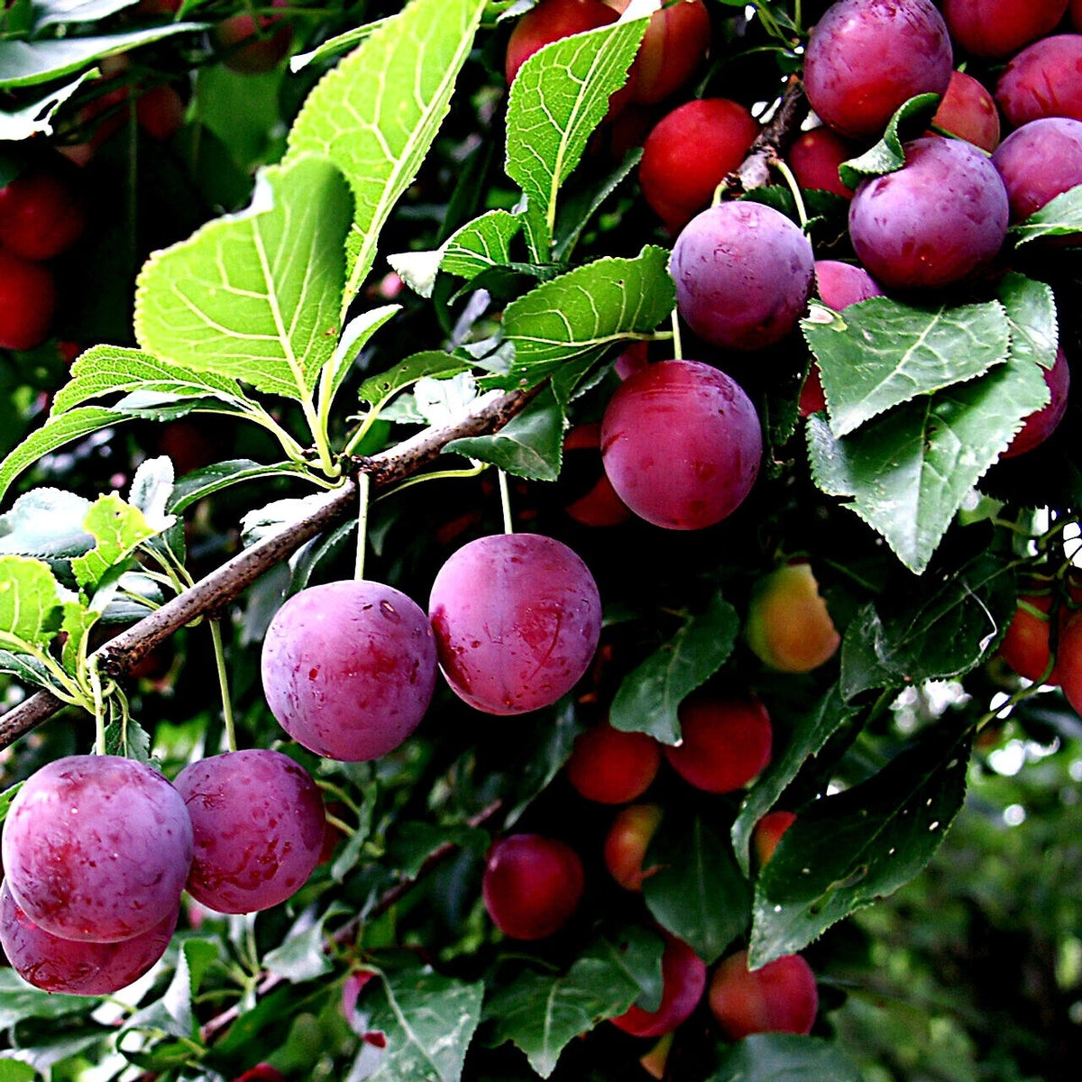 American plum tree seeds heirloom non GMO for planting