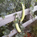 American Yard Long Cucumber Seeds for Home Garden Organic Growing