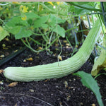 Non GMO American Yard Long Cucumber Seeds High Yield