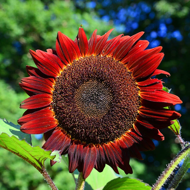 Sunflower Helianthus annuus Red variety flower seeds for planting in home garden or pollinator beds