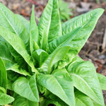 Growing Amish Deer Tongue Lettuce Seeds in home garden