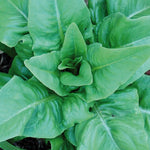 Heirloom Amish Deer Tongue Lettuce Seeds crisp leaf variety