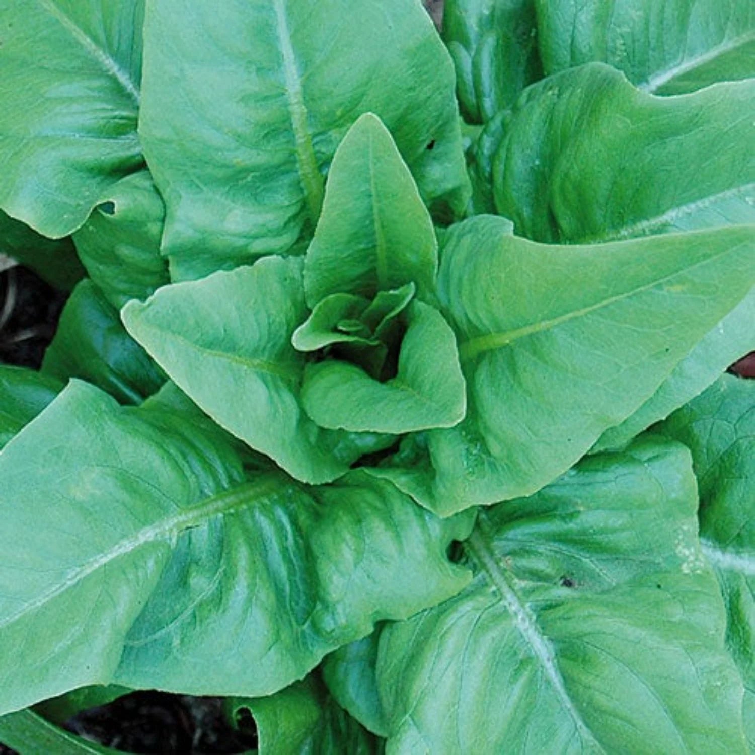 Heirloom Amish Deer Tongue Lettuce Seeds crisp leaf variety