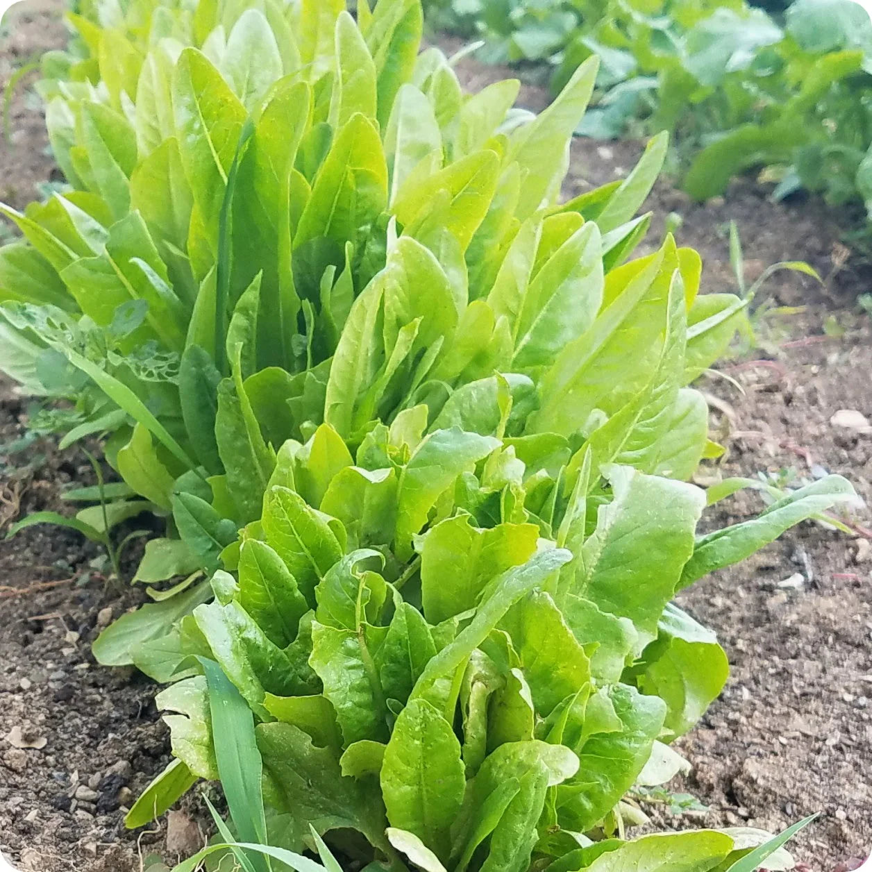 Amish Deer Tongue Lettuce Seeds unique leaf shape heirloom lettuce