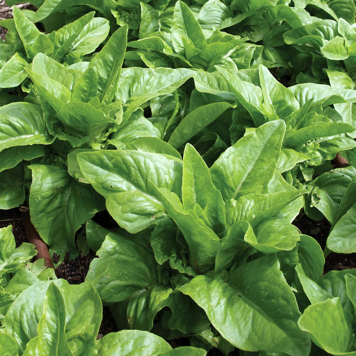 Amish Deer Tongue Lettuce Seeds for Planting Heirloom Non GMO