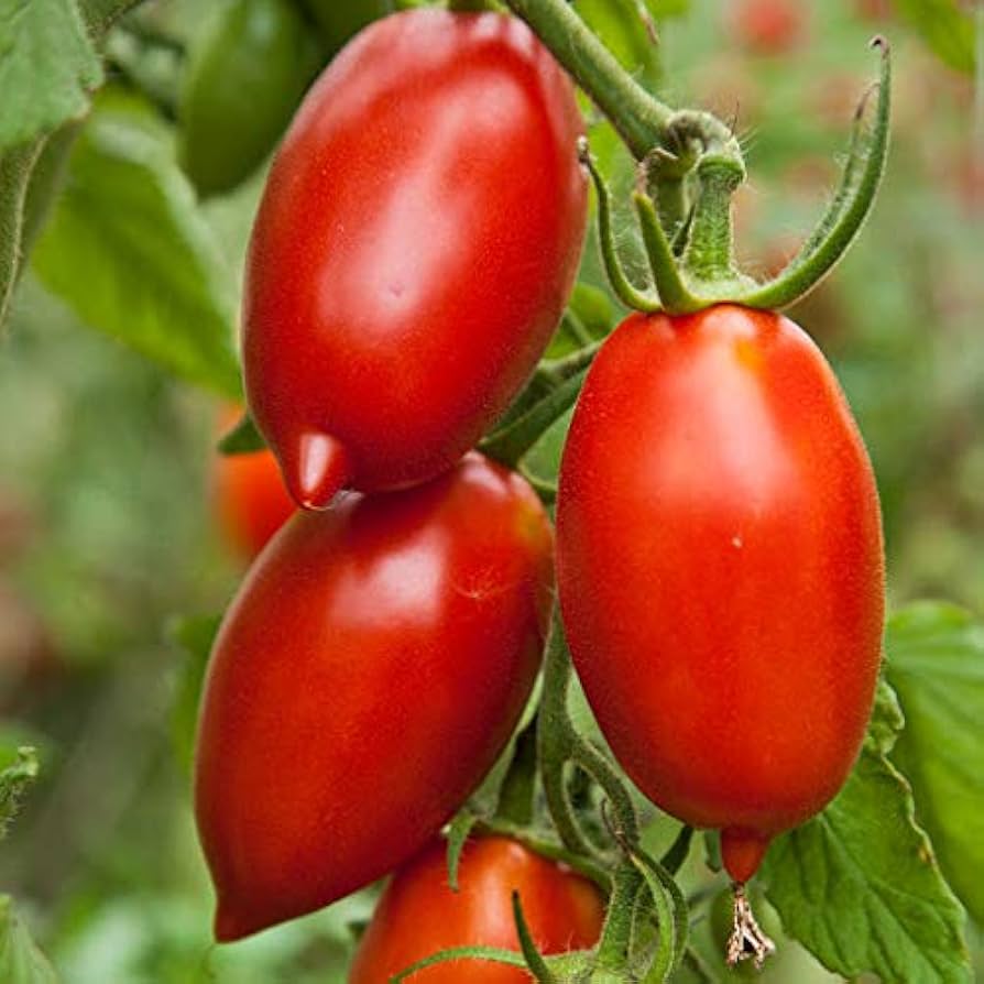 Amish Paste tomato seeds Lycopersicon lycopersicum for heirloom sauce tomatoes - Dharaseeds