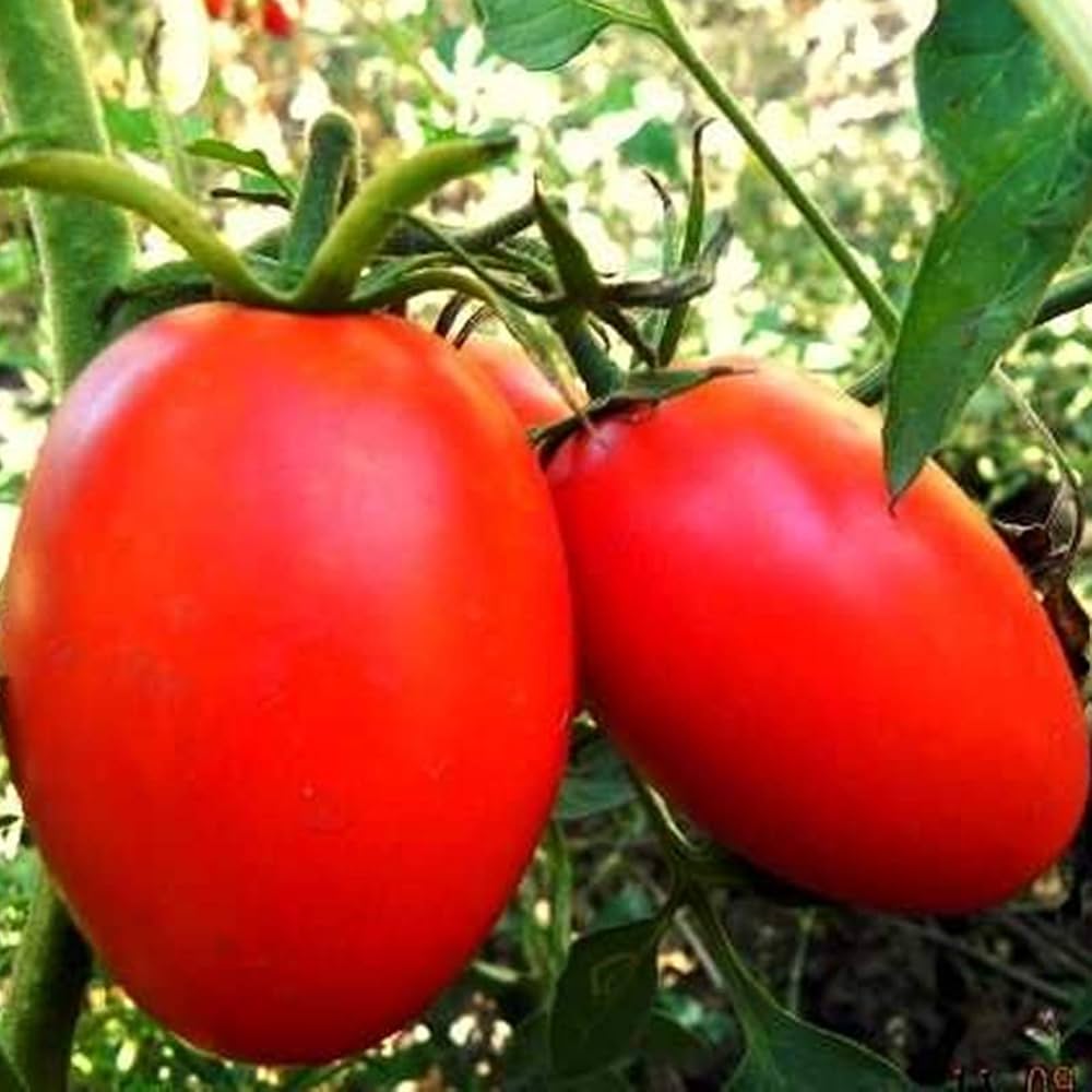 Amish Paste tomato seeds Lycopersicon lycopersicum for heirloom sauce tomatoes - Dharaseeds