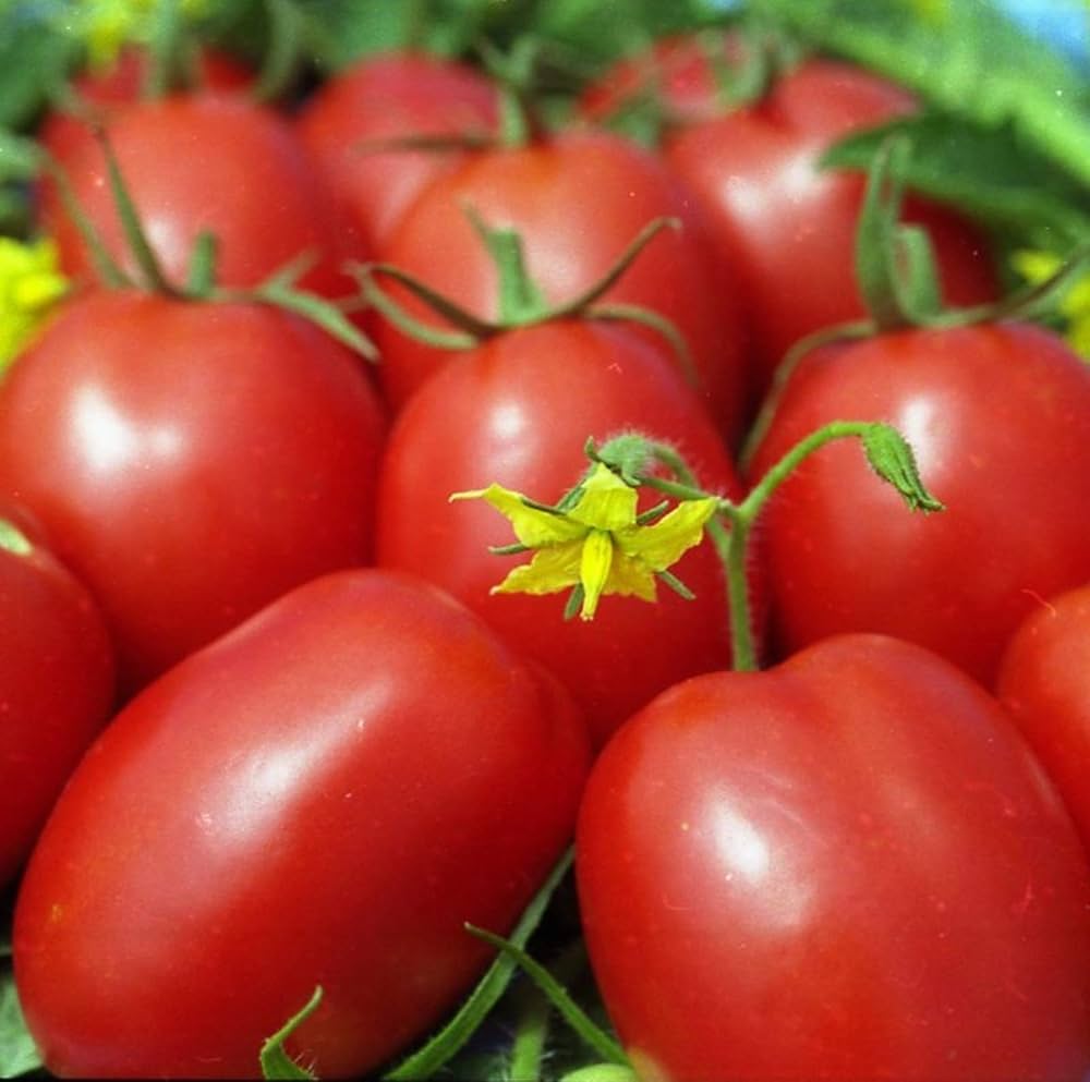 Amish Paste tomato seeds Lycopersicon lycopersicum for heirloom sauce tomatoes - Dharaseeds
